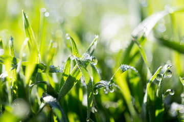 Fototapeta na wymiar drops of dew on the green grass