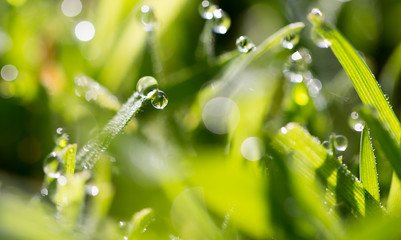 drops of dew on the green grass