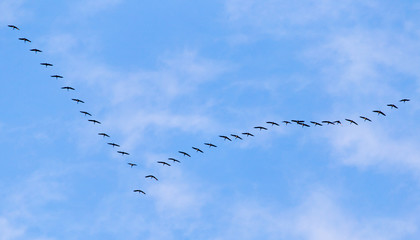 flock of swans flying against a blue sky in the south