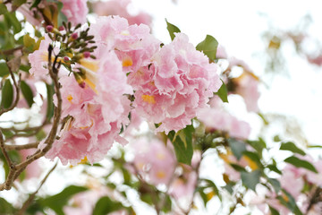 Pink flowers Pantip