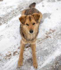 dog portrait outdoors in winter