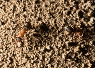 ant in nature. macro