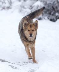 dog running outdoors in winter