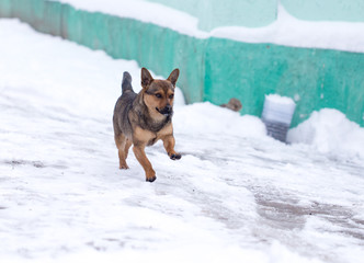 dog running outdoors in winter