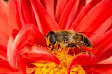 Hoverfly (Eristalis tenax) collecting pollen on a Dahlia