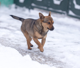 dog running outdoors in winter