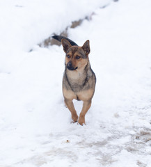 dog running outdoors in winter