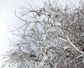 Snow on the tree against the blue sky