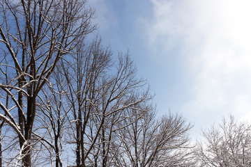 Obraz na płótnie Canvas Snow on the tree against the blue sky