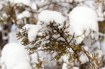 Snow on the tree in nature