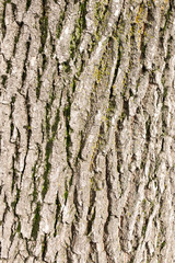 background of tree bark in nature