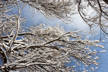 Snow on the tree against the blue sky