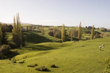 Fototapeten Colinas con pastos verdes y ovejas en la Isla Norte de Nueva Zelanda. © DiegoCalvi