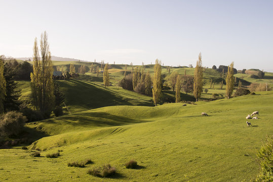 Colinas con pastos verdes y ovejas en la Isla Norte de Nueva Zelanda.