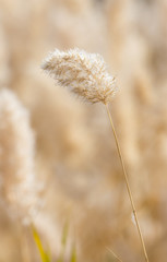 Yellow reeds in nature in autumn