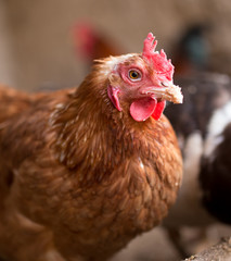red chicken on a farm in nature