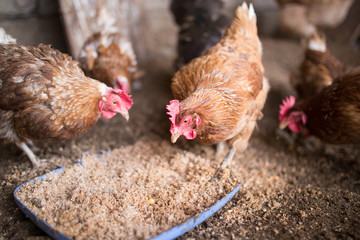 Obraz premium red chicken on a farm in nature