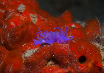 purple invertebrate
