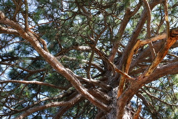 old big tree on color background with blue sky