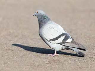 portrait of pigeon on nature