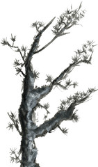 Obraz premium Pine branch isolated on a white background. Ink drawing in the Chinese style.