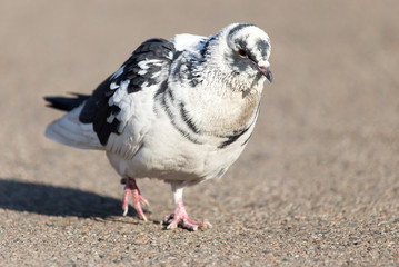 Obraz premium portrait of pigeon on nature