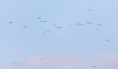 A flock of seagulls flying in the sky