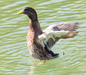 duck on the lake in the nature