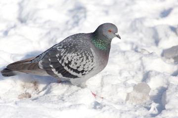 dove in the snow on the nature