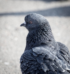 portrait of pigeon on nature