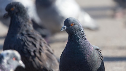 portrait of pigeon on nature