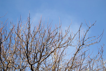 bare tree branches against the blue sky