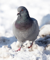 dove in the snow on the nature