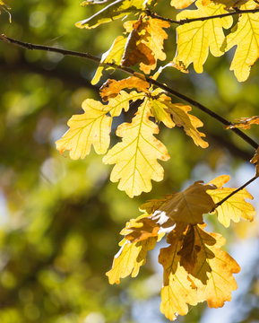 oak leaves in nature