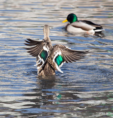 duck in the lake in nature