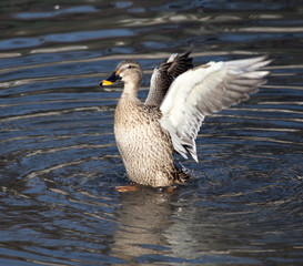 duck in the lake in nature