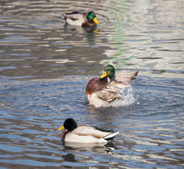 duck in the lake in nature