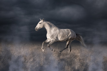 Obraz na płótnie Canvas Gray Lusitanian horse run