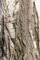 tree bark as a background