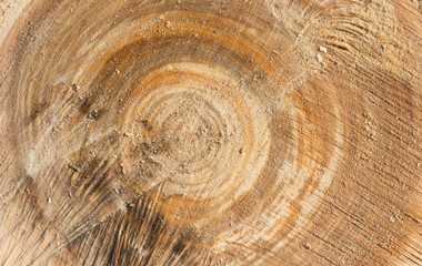 Naklejka premium old tree stump texture background
