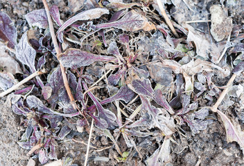 frozen red leaves on the ground