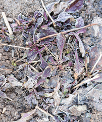 frozen red leaves on the ground