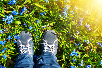 Feet standing on Scilla flowers in the park