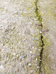 Moss on the cracked concrete