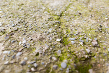 Moss on the cracked concrete