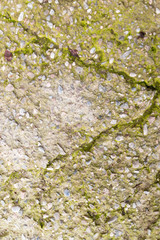 Moss on the cracked concrete