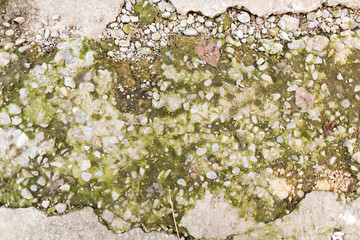 Moss on the cracked concrete