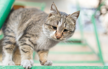 portrait of a cat on the stairs