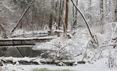 Snowy riparian forest over river