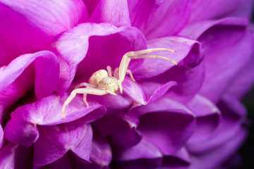 A Crab Spider om a Dahlia